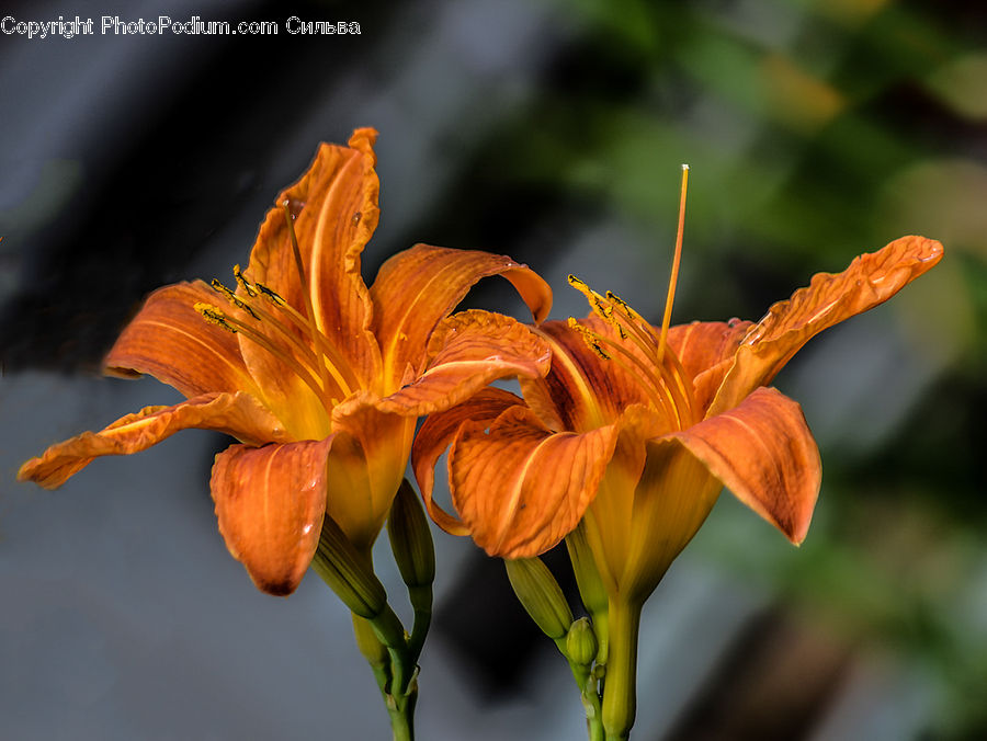 Flora, Flower, Lily, Plant, Gladiolus, Blossom, Crocus