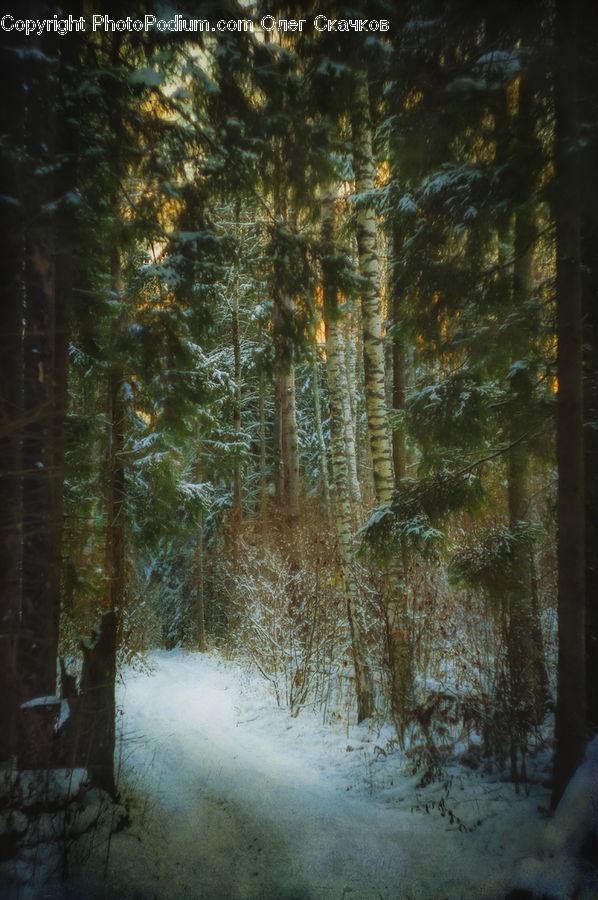 Fir, Redwood, Tree, Wood, Forest, Vegetation, Conifer
