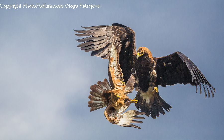 Bird, Eagle, Bald Eagle, Blackbird, Buzzard, Harrier, Hawk