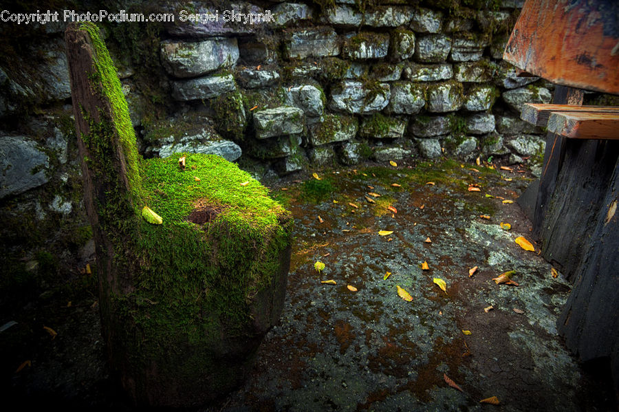 Moss, Plant, Forest, Jungle, Creek, Outdoors, River