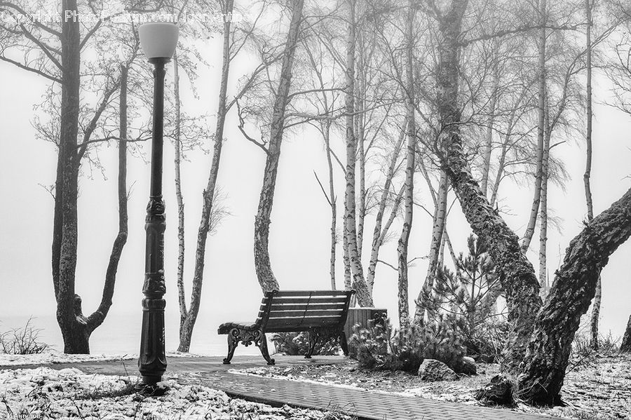 Bench, Plant, Tree, Oak, Wood, Ice, Outdoors