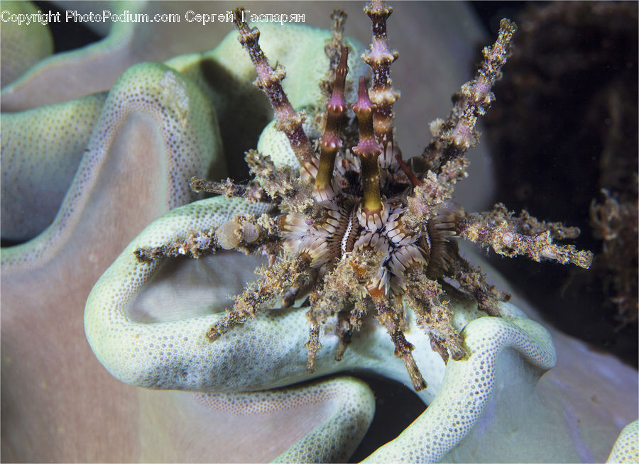 Mammal, Sea Life, Seahorse, Coral Reef, Outdoors, Reef, Sea