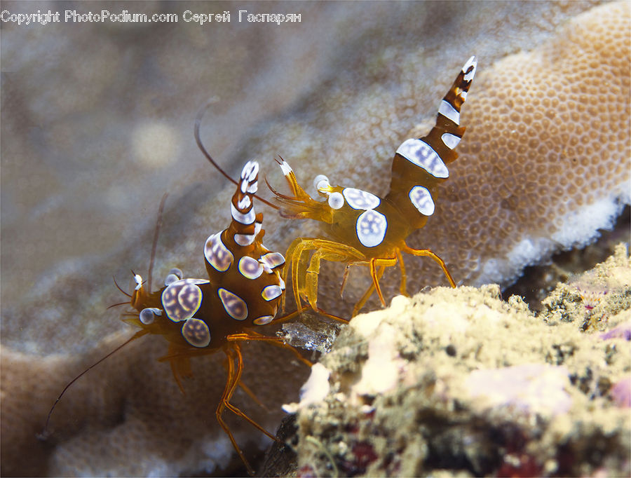 Coral Reef, Outdoors, Reef, Sea, Sea Life, Water, Accessories