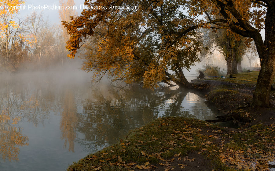 Dawn, Dusk, Sky, Sunrise, Sunset, Oak, Tree