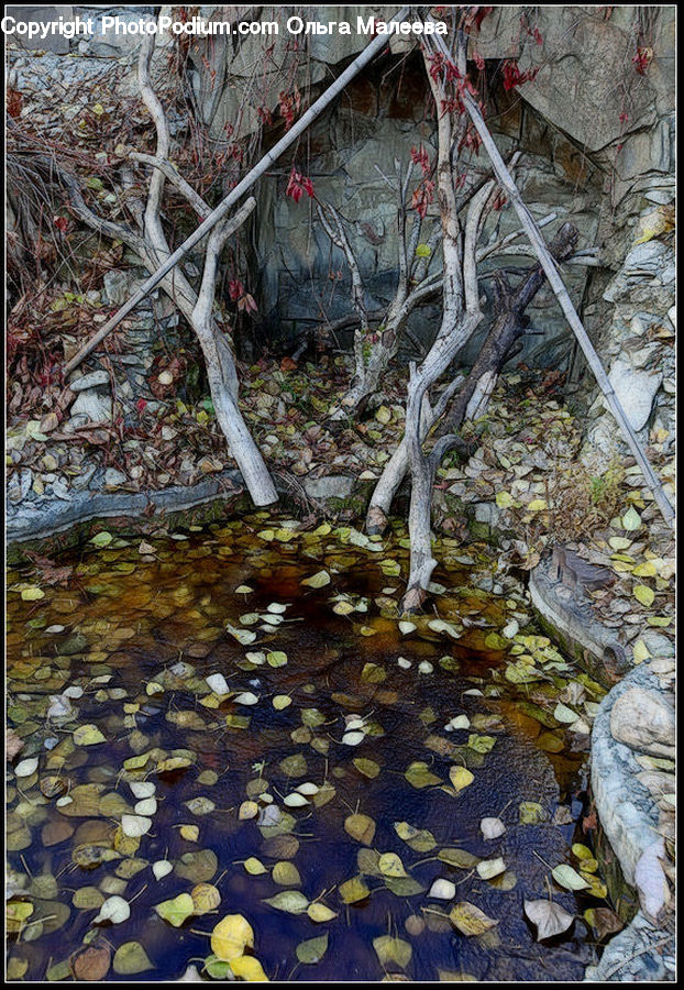 Creek, Outdoors, River, Water, Land, Marsh, Swamp