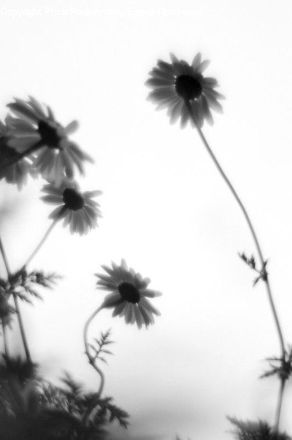Wire, Daisies, Daisy, Flower, Plant, Silhouette, Dandelion