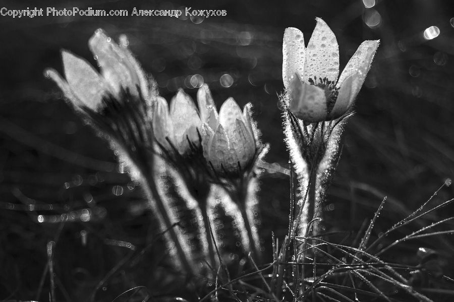 Blossom, Flora, Flower, Plant, Crocus, Grass, Reed