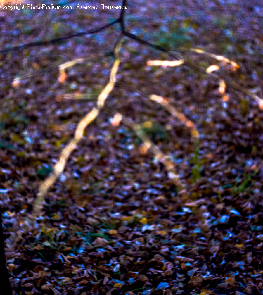 Plant, Root, Ground, Tree, Moss