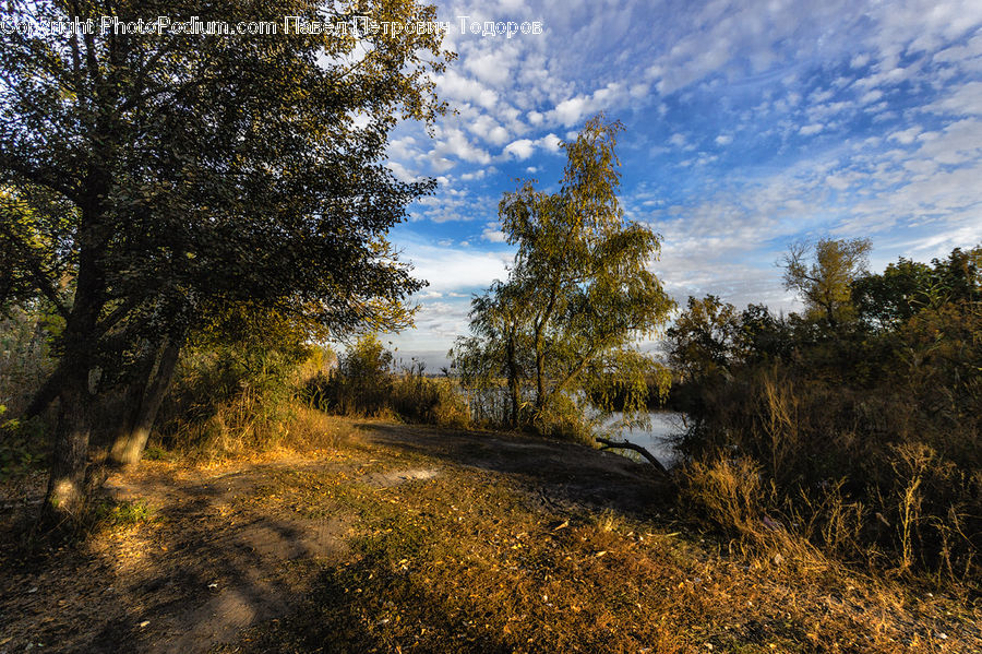 Dirt Road, Gravel, Road, Field, Grass, Grassland, Land