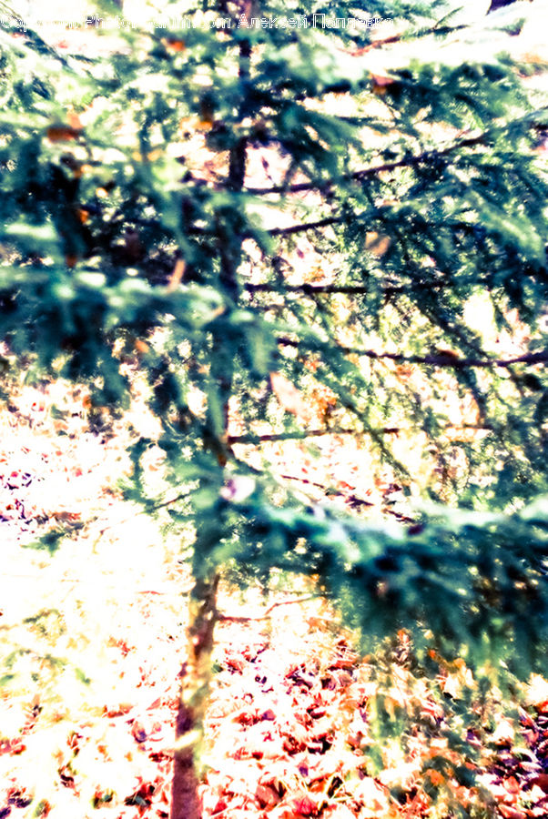 Plant, Tree, Conifer, Fir, Blossom, Flora, Flower