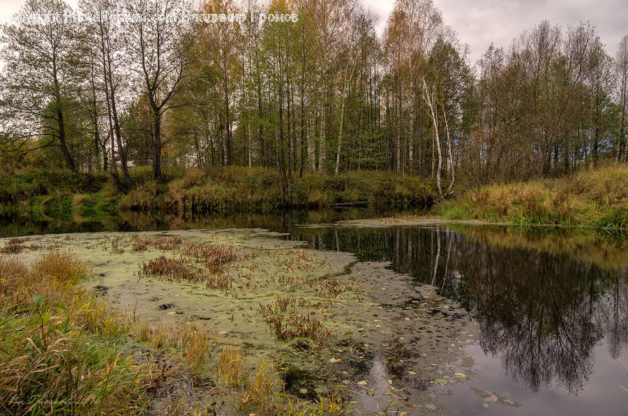 Outdoors, Pond, Water, Land, Marsh, Swamp, Field