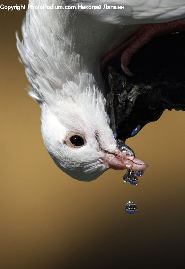 Beak, Bird, Dove, Pigeon