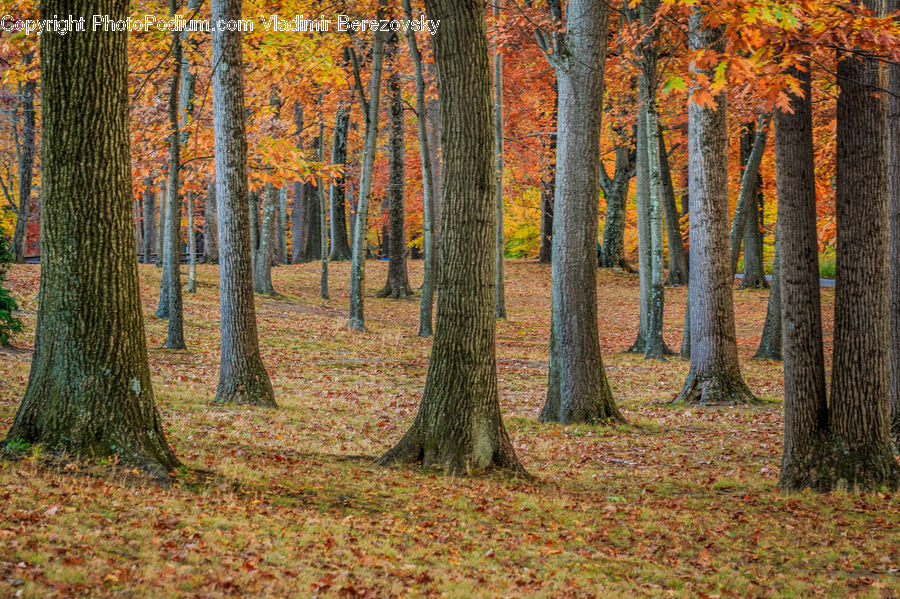 Forest, Vegetation, Grove, Land, Birch, Tree, Wood