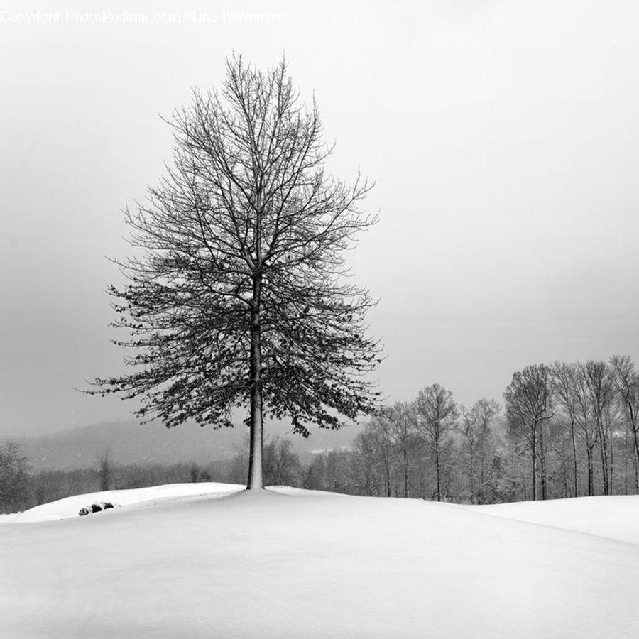 Ice, Outdoors, Snow, Plant, Tree, Conifer, Fir