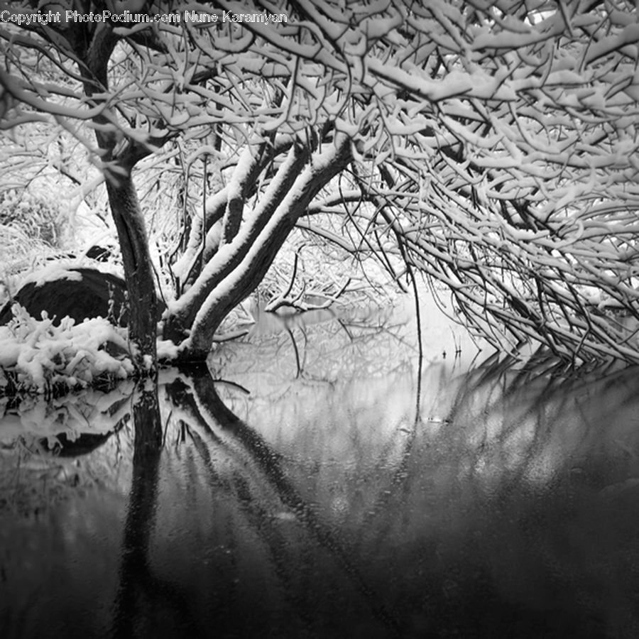 Plant, Tree, Oak, Wood, Ice, Outdoors, Snow