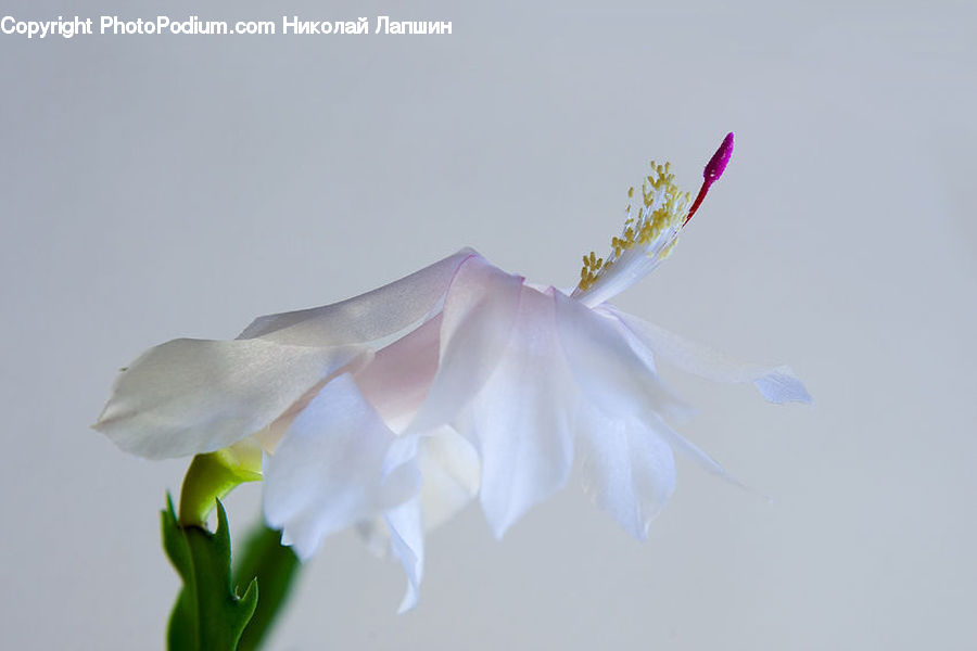 Flora, Flower, Gladiolus, Plant, Pollen, Vanilla, Blossom