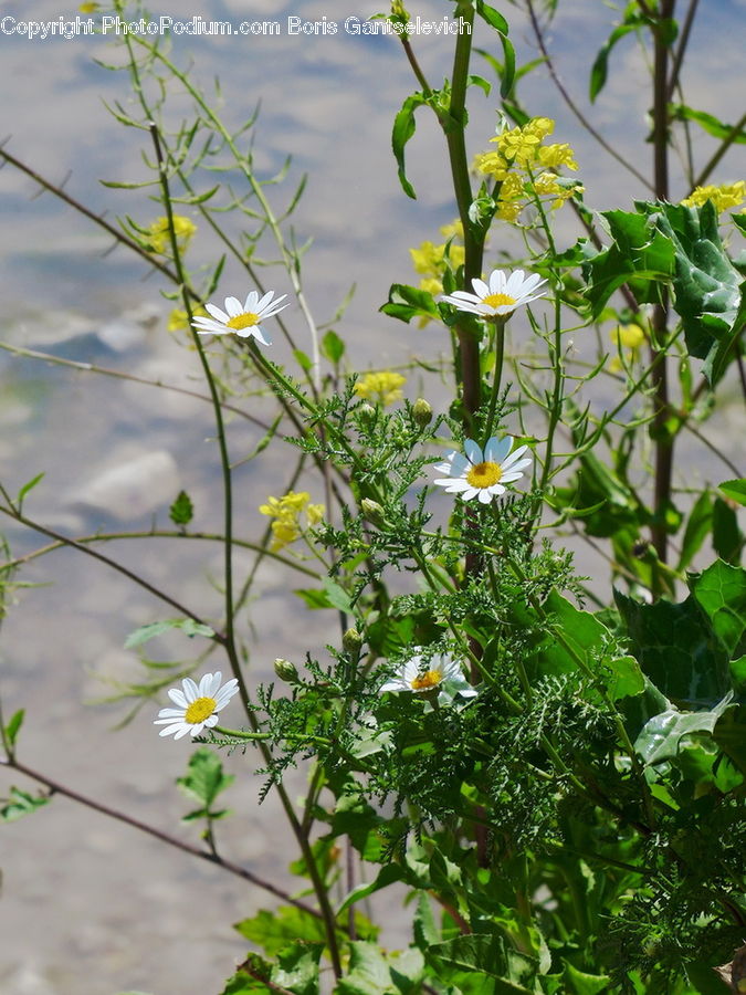 Fiber, Flax, Flora, Flower, Plant, Blossom, Aster