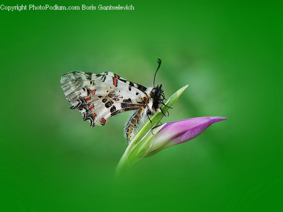 Bee, Insect, Invertebrate, Flora, Pollen, Butterfly, Asteraceae