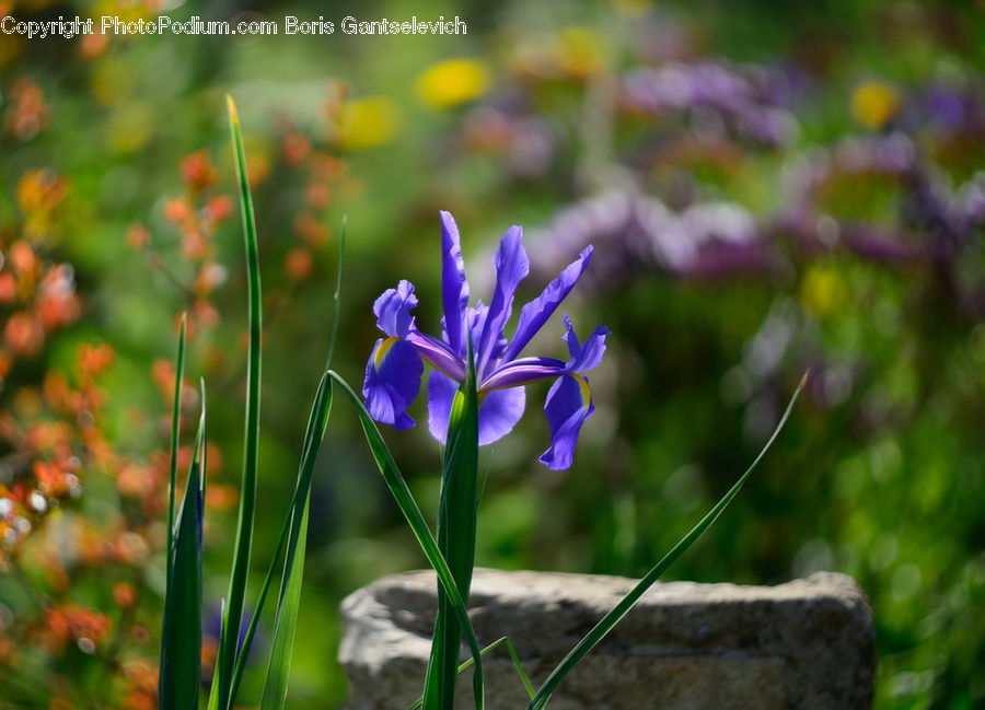 Blossom, Flora, Flower, Geranium, Plant, Crocus, Field