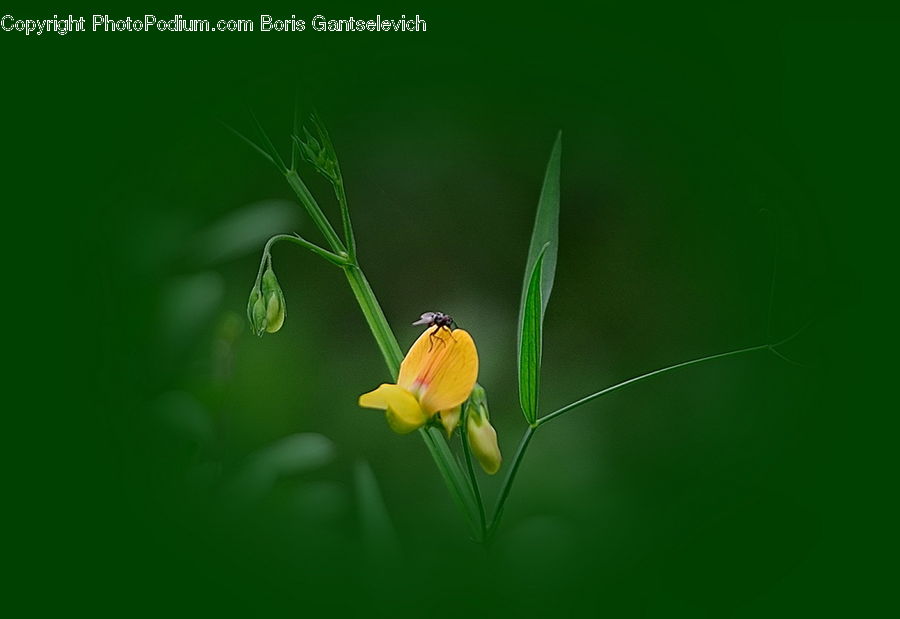 Blossom, Flora, Flower, Plant, Tulip, Petal, Cosmos