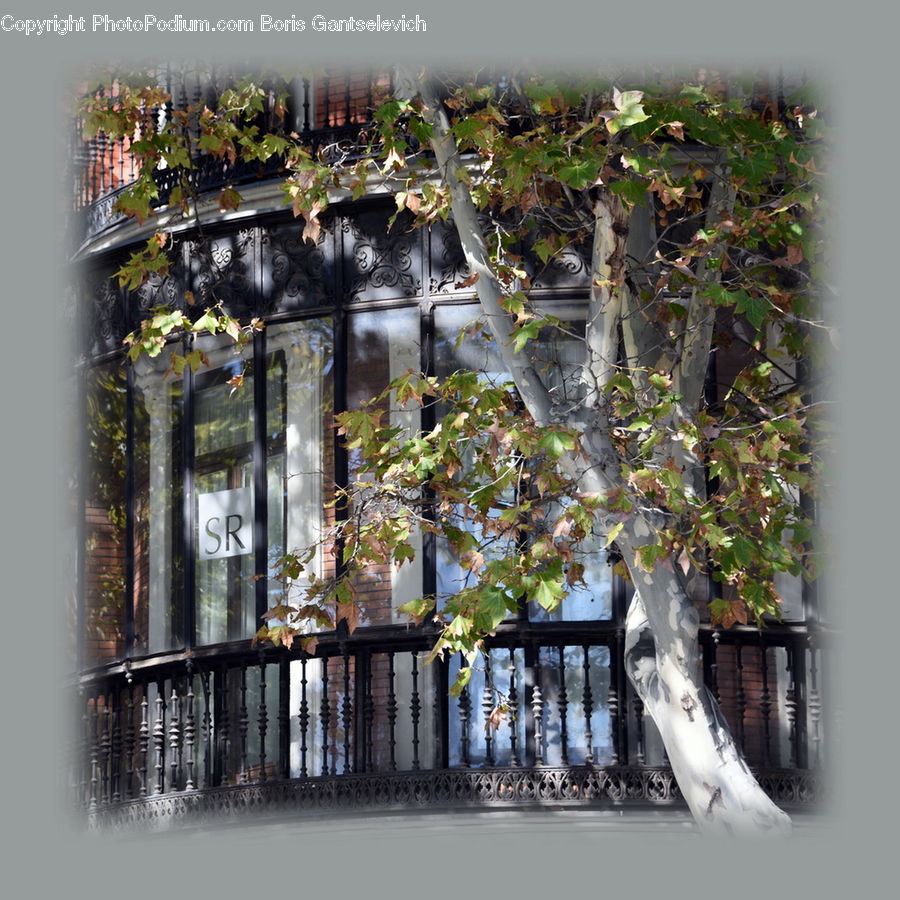 Ivy, Plant, Vine, Bonsai, Potted Plant, Tree, Railing
