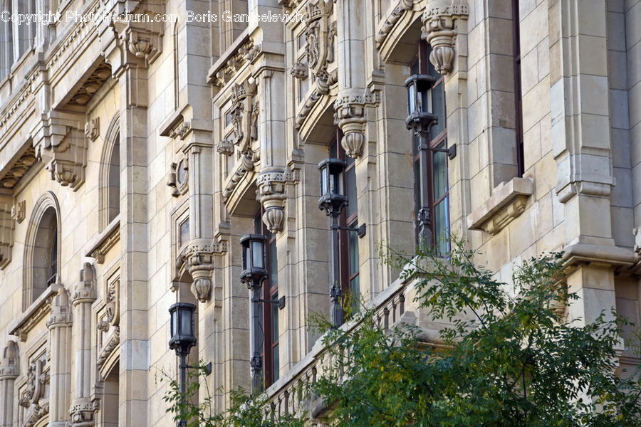 Plant, Potted Plant, Ivy, Vine, Architecture, Cathedral, Church