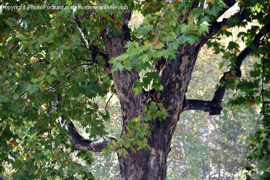 Oak, Tree, Wood, Plant, Vine, Birch, Ivy