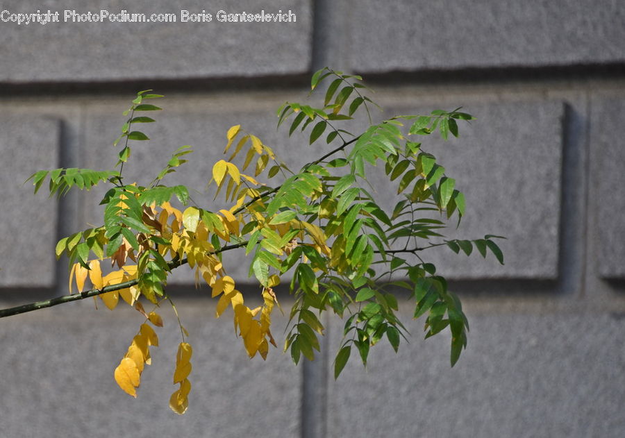 Plant, Vine, Ivy, Bush, Vegetation, Conifer, Fir
