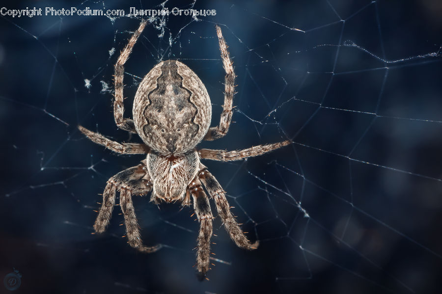 Arachnid, Garden Spider, Insect, Invertebrate, Spider