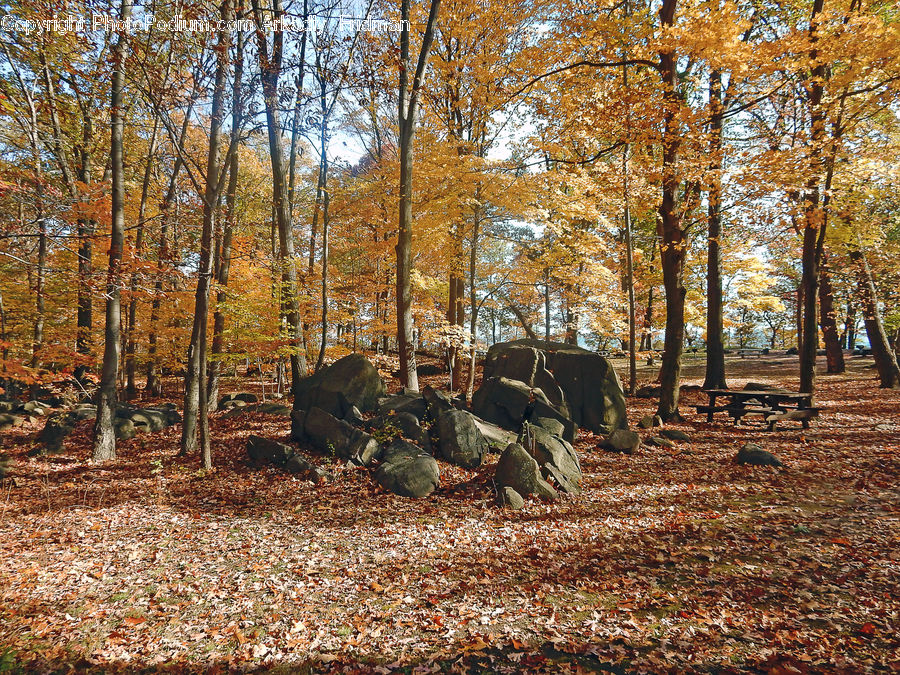 Forest, Grove, Land, Vegetation, Outdoors, Rock, Birch