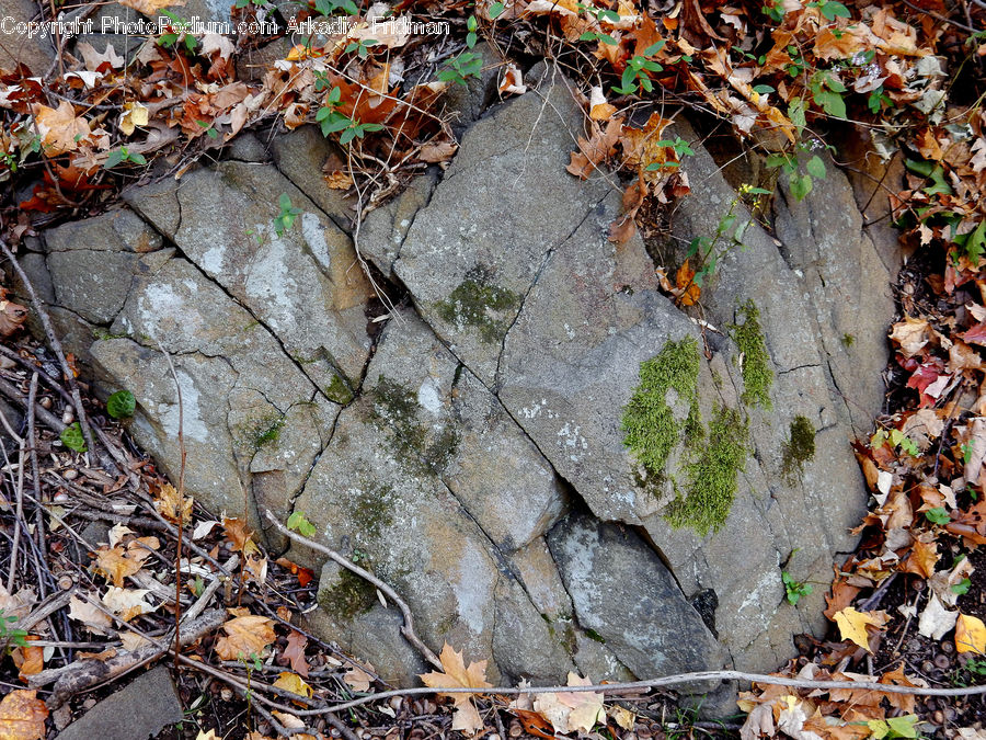 Ivy, Plant, Vine, Rubble, Agaric, Amanita, Fungus