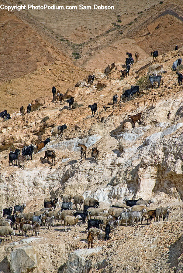 Animal, Herd, Ancient Egypt, Canine, Hyena, Mammal, Ground