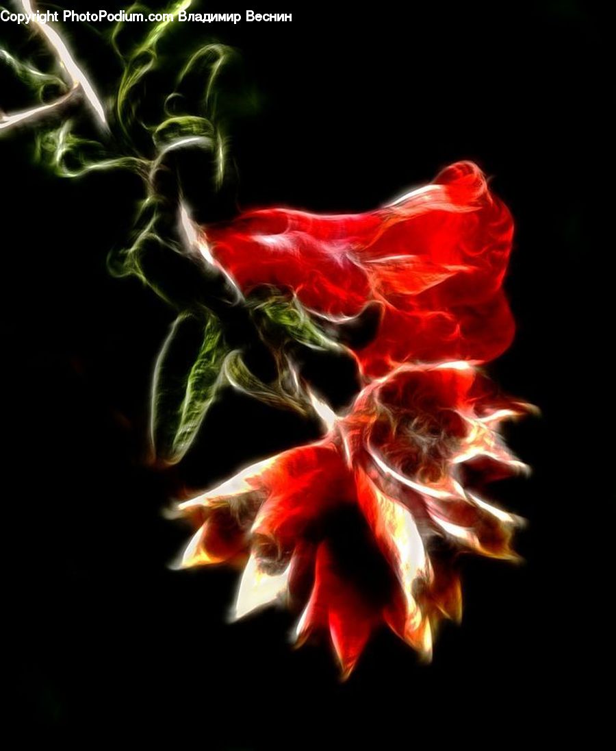 Smoke, Acanthaceae, Annonaceae, Blossom, Flora, Plant, Flower