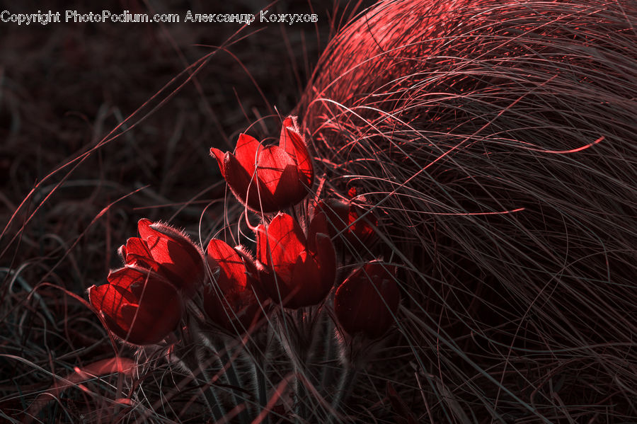 Blossom, Flora, Flower, Plant, Field, Grass, Grassland