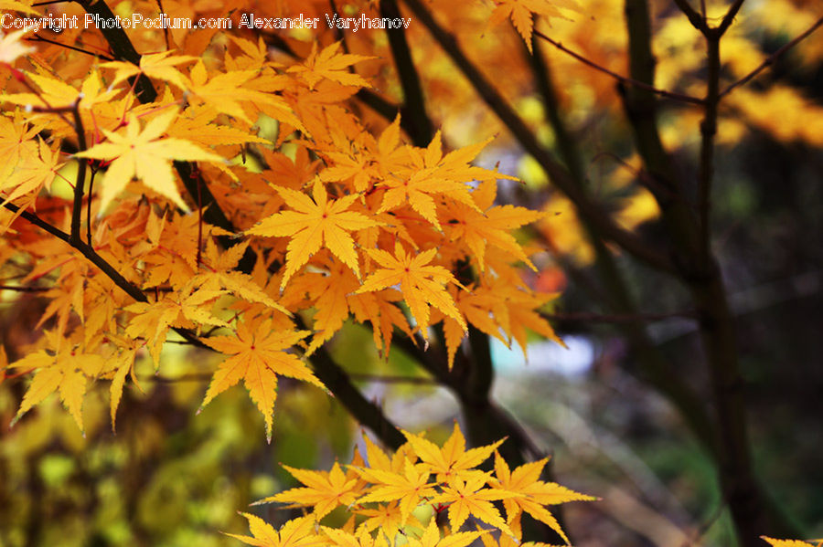 Blossom, Flora, Flower, Plant, Aster, Maple, Maple Leaf