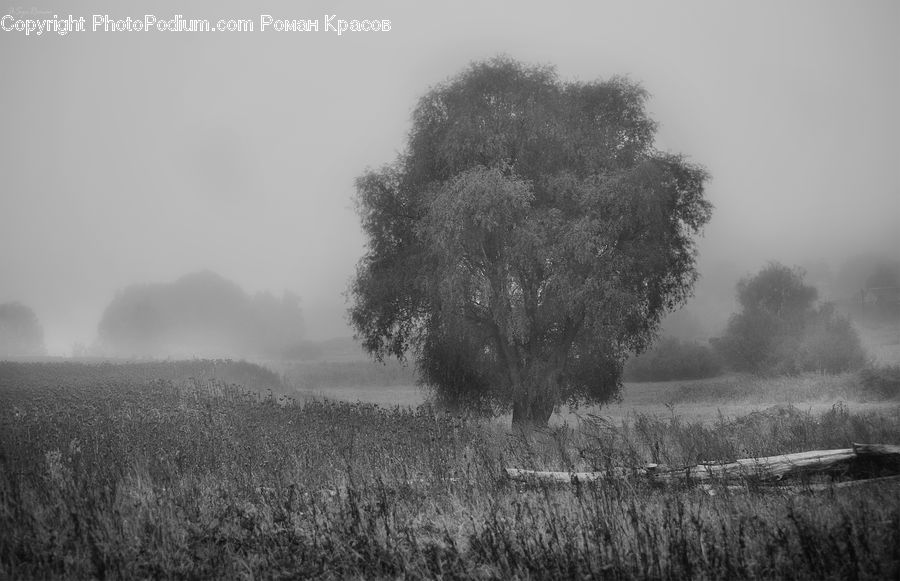Countryside, Outdoors, Plant, Tree, Bush, Vegetation, Oak