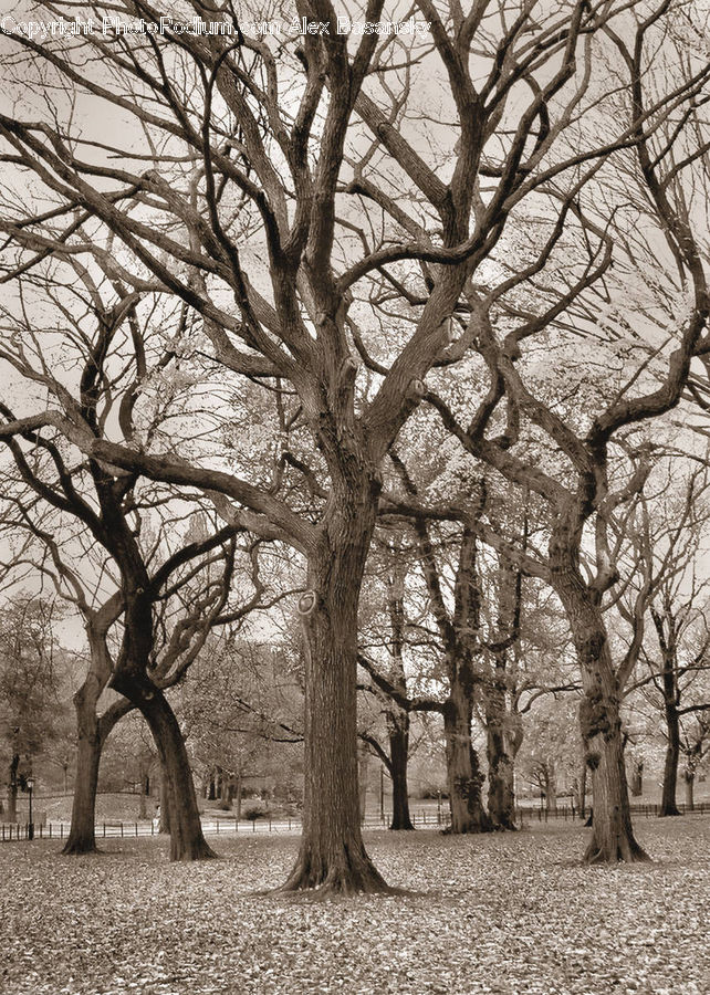Oak, Tree, Wood, Plant, Fir, Forest, Grove