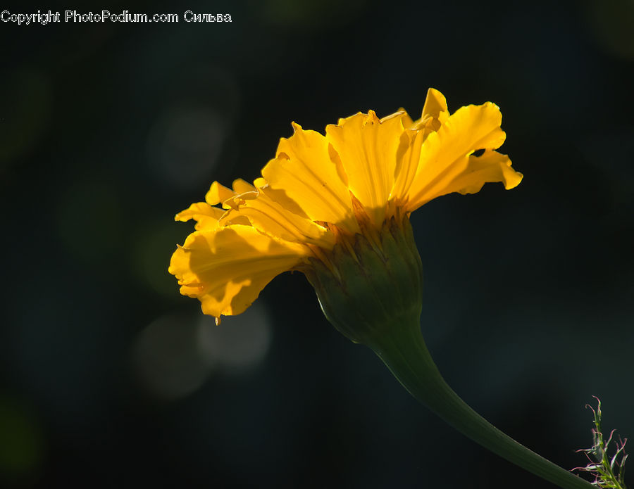 Asteraceae, Blossom, Flora, Flower, Plant, Daisies, Daisy