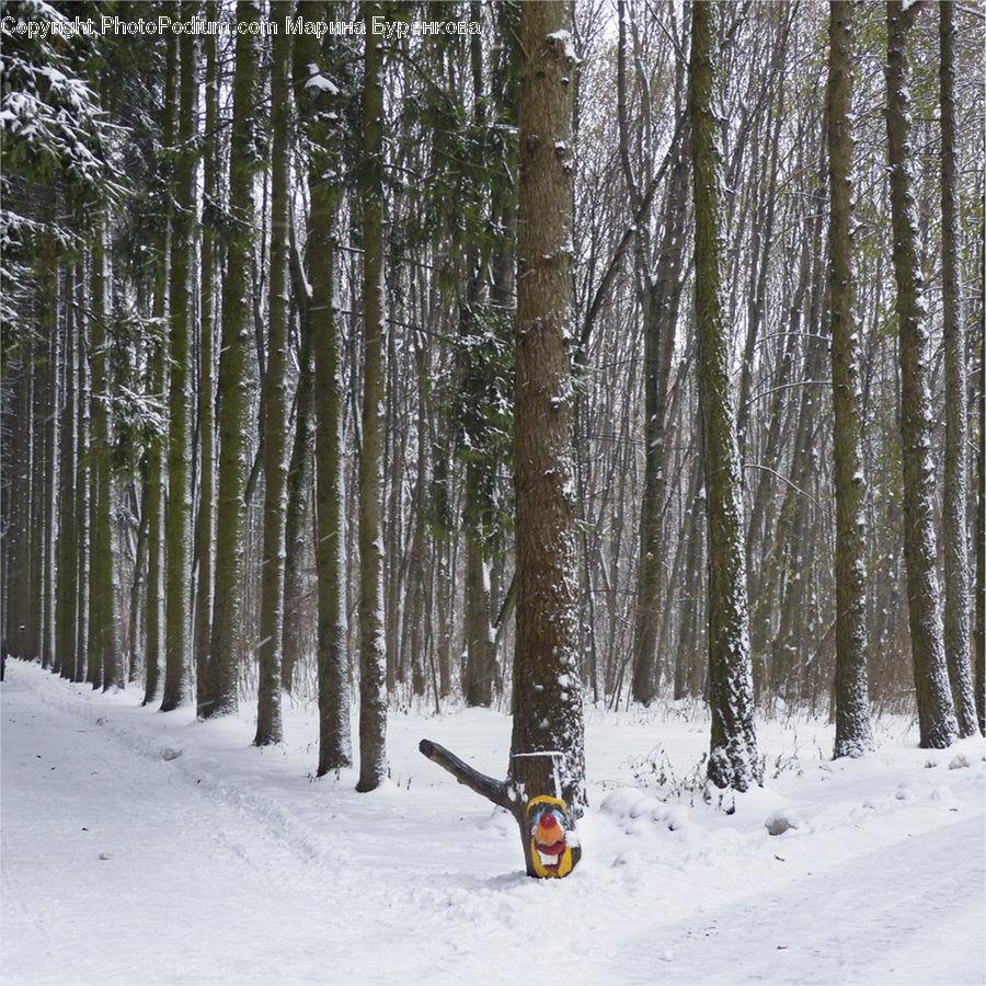 Forest, Vegetation, Birch, Tree, Wood, Grove, Land