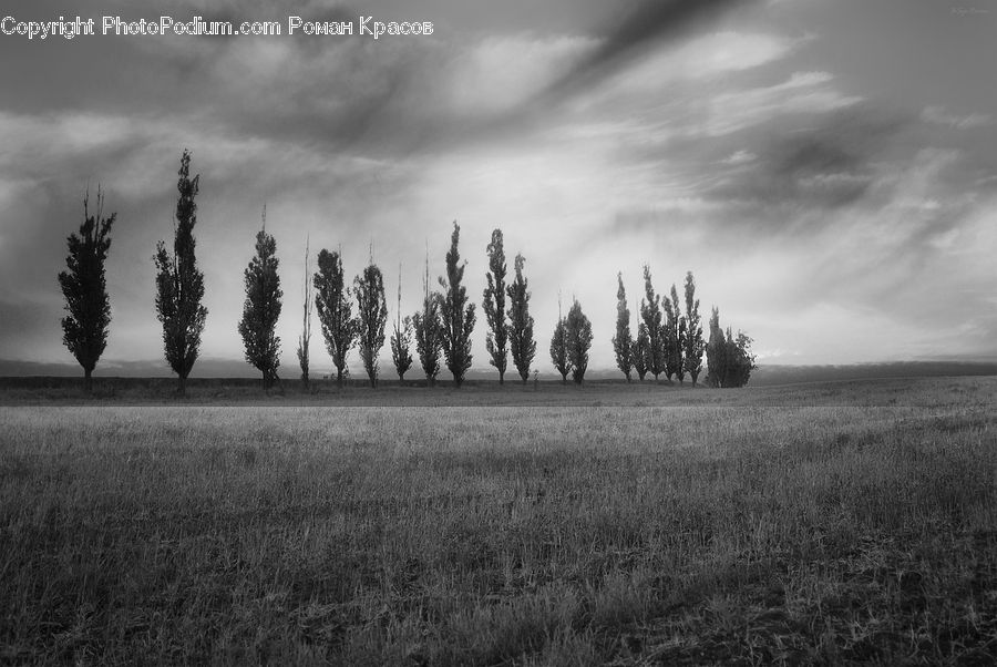 Plant, Tree, Grass, Reed, Grain, Wheat, Field