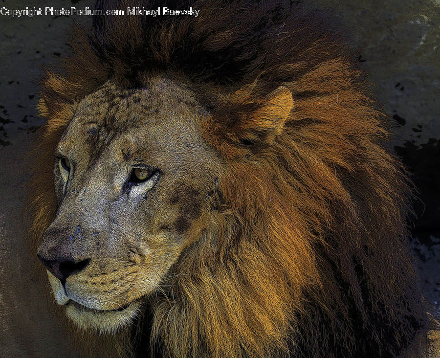 Animal, Lion, Wildlife