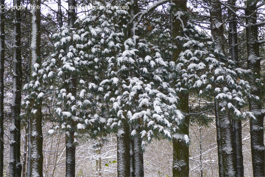 Conifer, Fir, Plant, Tree, Forest, Grove, Vegetation