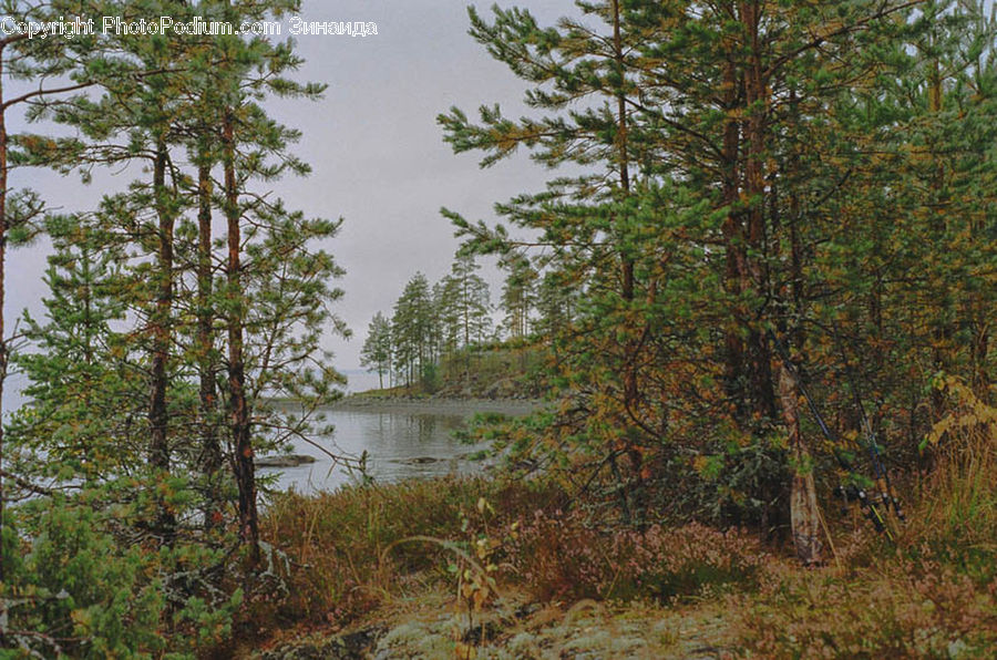 Conifer, Fir, Spruce, Wood, Plant, Tree, Forest