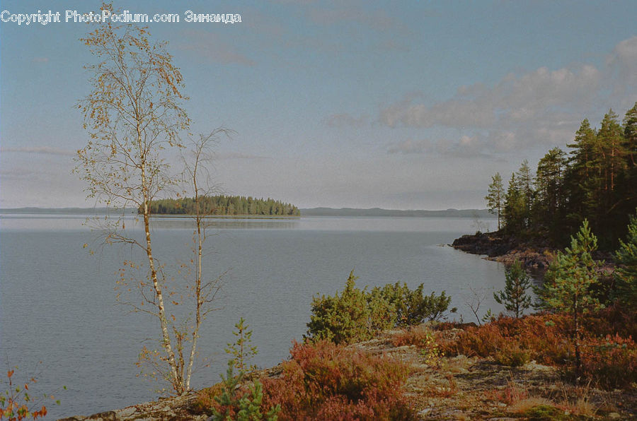 Lake, Outdoors, Water, Conifer, Larch, Tree, Wood