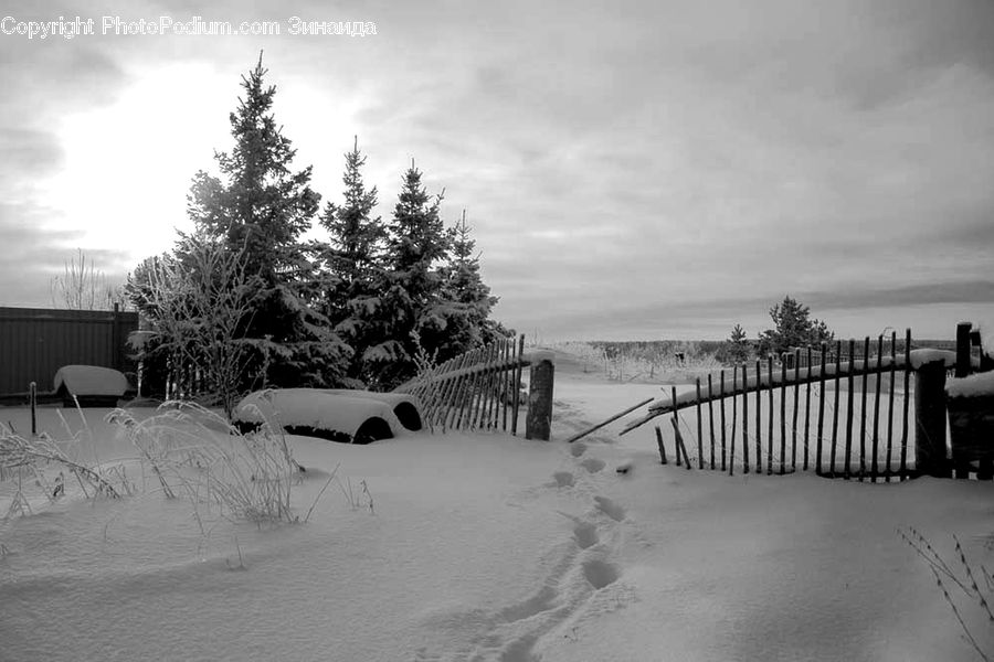 Plant, Potted Plant, Ice, Outdoors, Snow, Sand, Soil