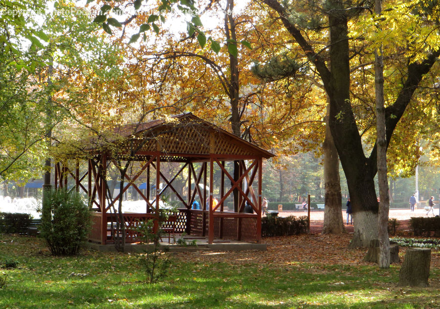 Gazebo, Plant, Tree, Oak, Wood, Bench, Conifer