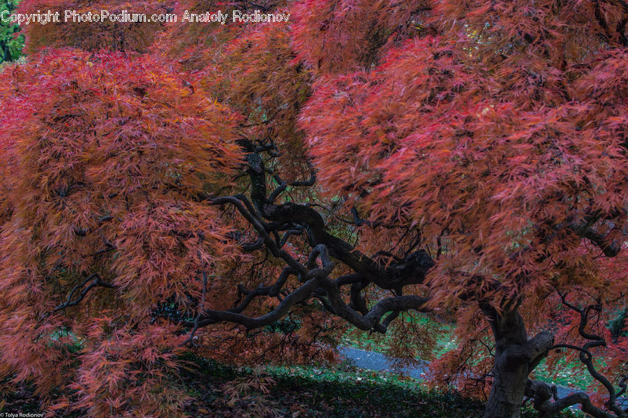 Blossom, Cherry Blossom, Flower, Oak, Tree, Wood, Plant