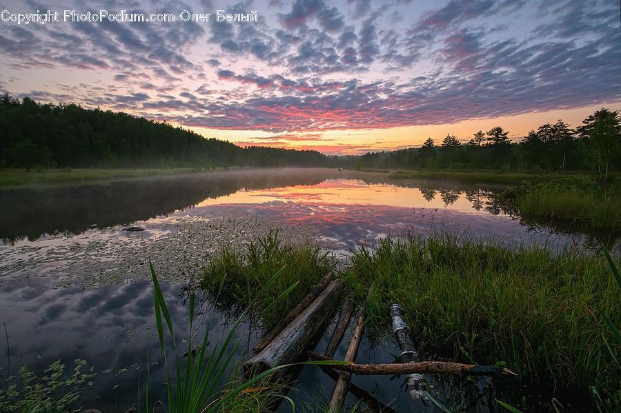 Land, Marsh, Outdoors, Swamp, Water, Pond, Dawn