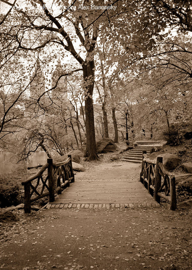 Bench, Park, Path, Trail, Plant, Tree, Landscape