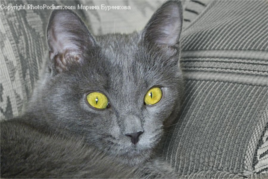 Animal, Cat, Mammal, Manx, Pet